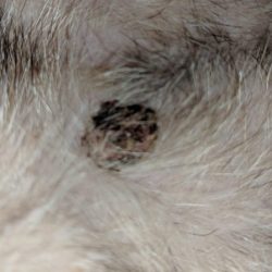 Ferret mast cell tumor picture