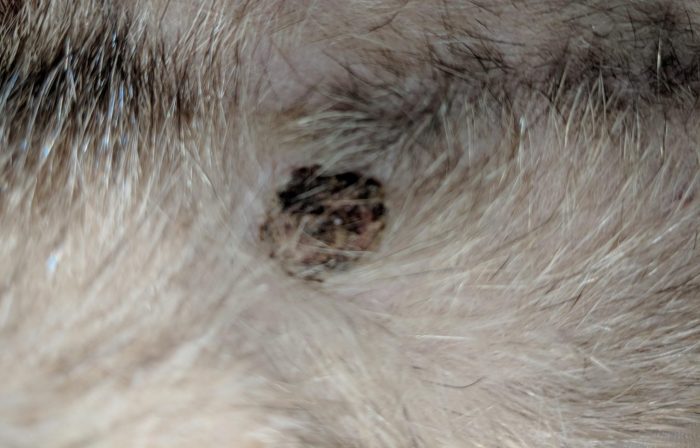 Ferret mast cell tumor picture