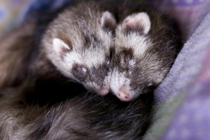 Ferret mast cell tumor picture