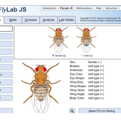 Virtual fruit fly lab ap biology answers