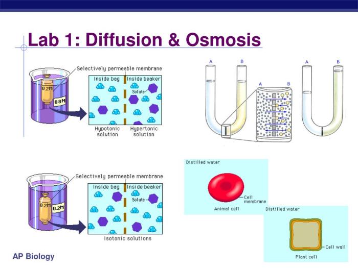 Ap biology diffusion and osmosis lab