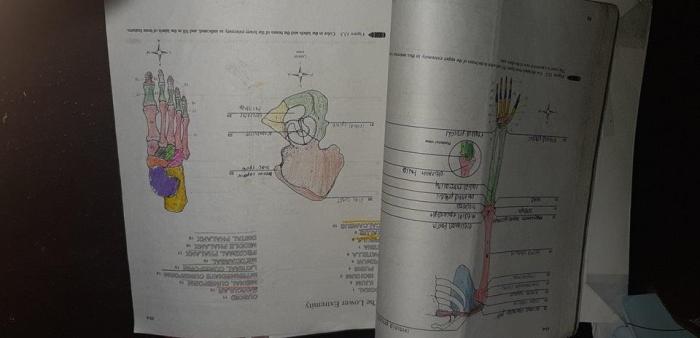 Anatomy and physiology laboratory manual answer key