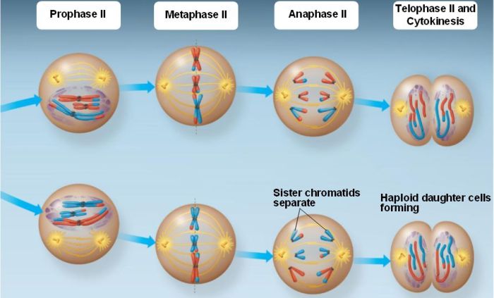 Chromosomes meiosis diploid britannica homologous pairs heredity gametes basis