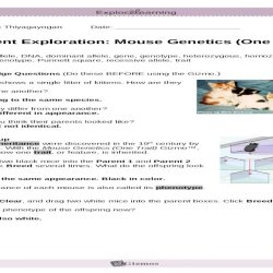 Student exploration mouse genetics one trait answers