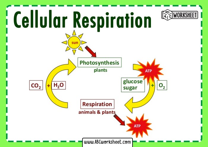 Photosynthesis cellular respiration worksheet answer key