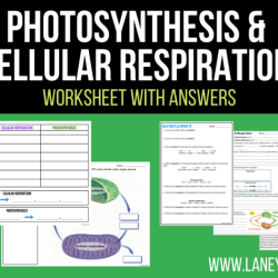 Photosynthesis cellular respiration worksheet answer key