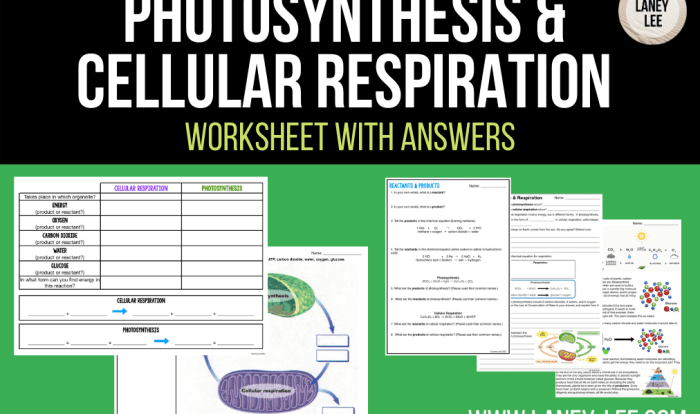 Photosynthesis cellular respiration worksheet answer key