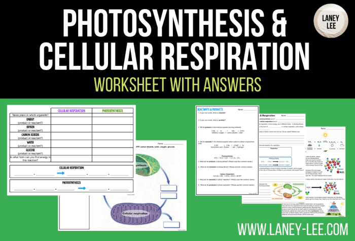 Photosynthesis cellular respiration worksheet answer key