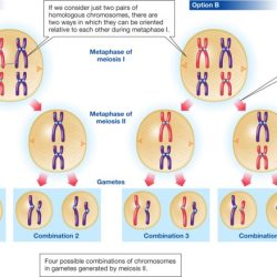 Spermatogenesis oogenesis mitosis biology meiosis