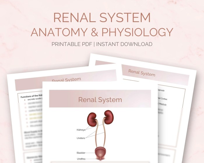 Rn learning system medical surgical renal and urinary practice quiz